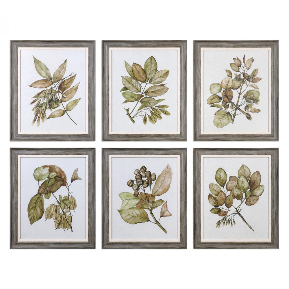 Seedlings Framed Prints S/6